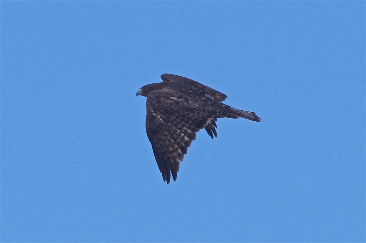 Red-tailed Hawk - ML82566871