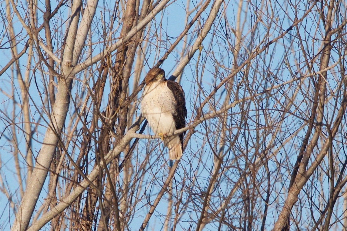 Red-tailed Hawk - ML82566901