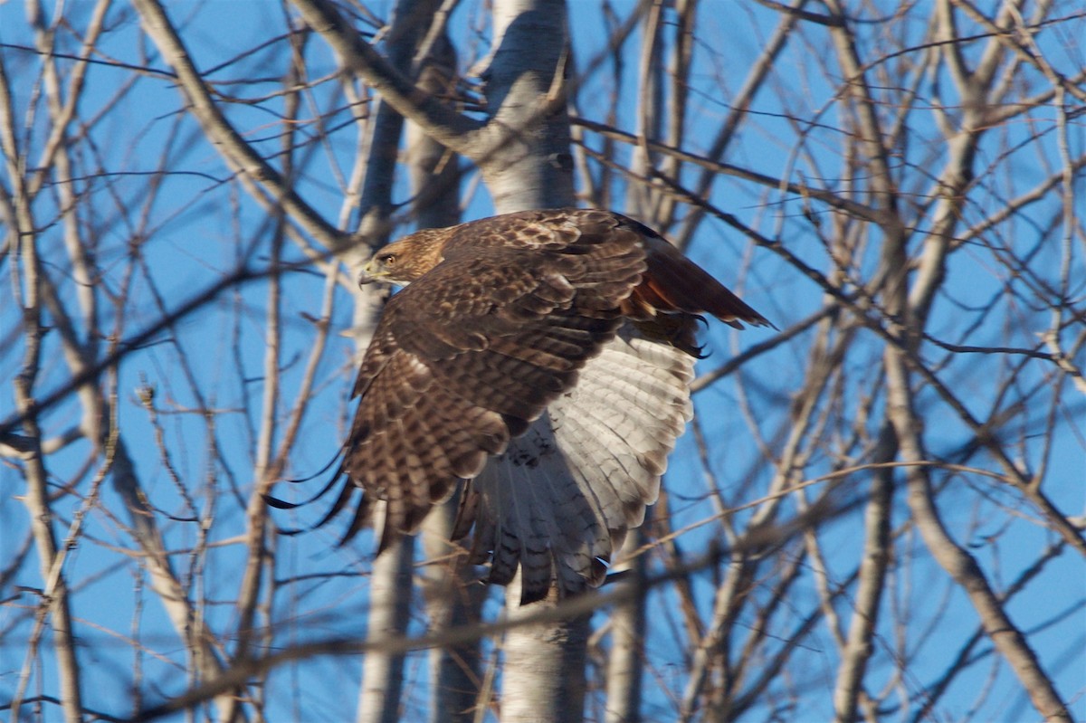 Red-tailed Hawk - ML82566911
