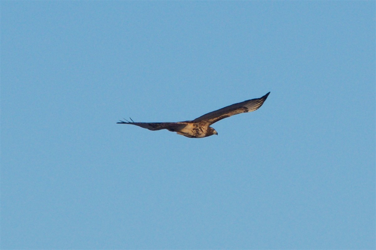 Red-tailed Hawk (abieticola) - ML82567321