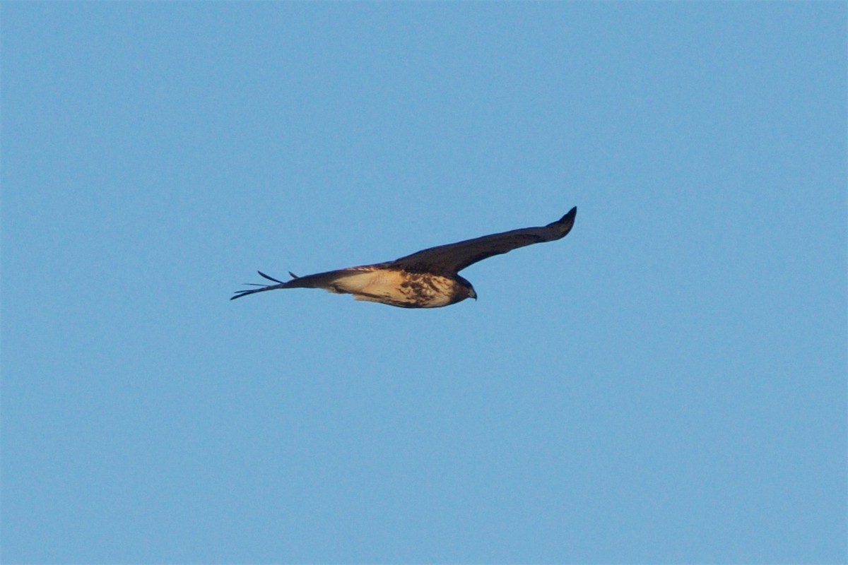 Red-tailed Hawk (abieticola) - ML82567331