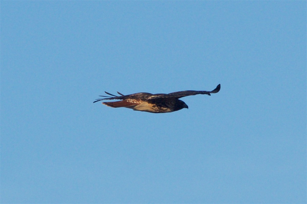 Red-tailed Hawk (abieticola) - ML82567361