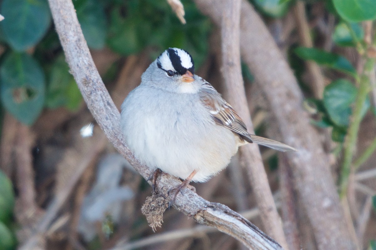 White-crowned Sparrow - ML82568981