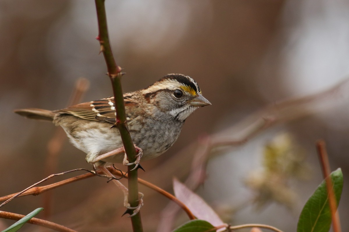 White-throated Sparrow - Jonathan Eckerson
