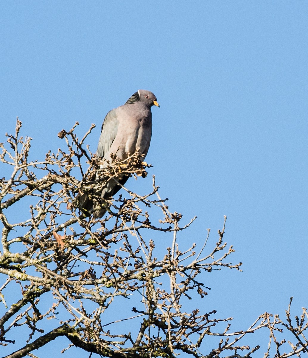 Band-tailed Pigeon - Peter Hart