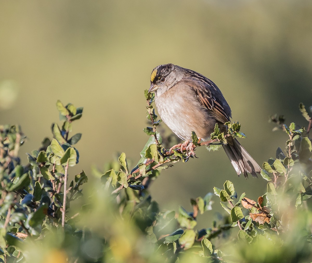 Golden-crowned Sparrow - Peter Hart