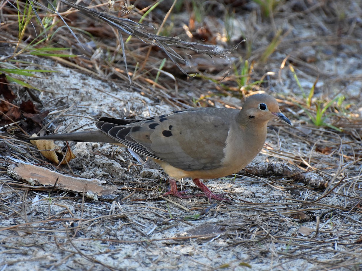 Mourning Dove - Mike Ostrowski