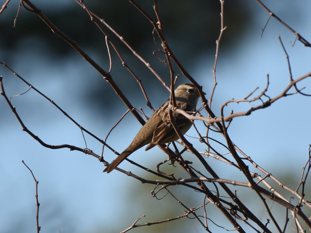 White-crowned Sparrow - ML82574311