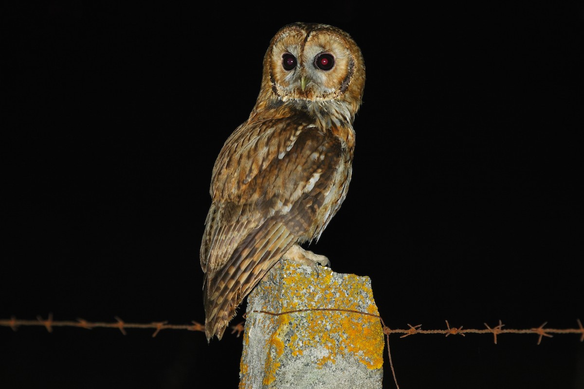 Tawny Owl - António Gonçalves