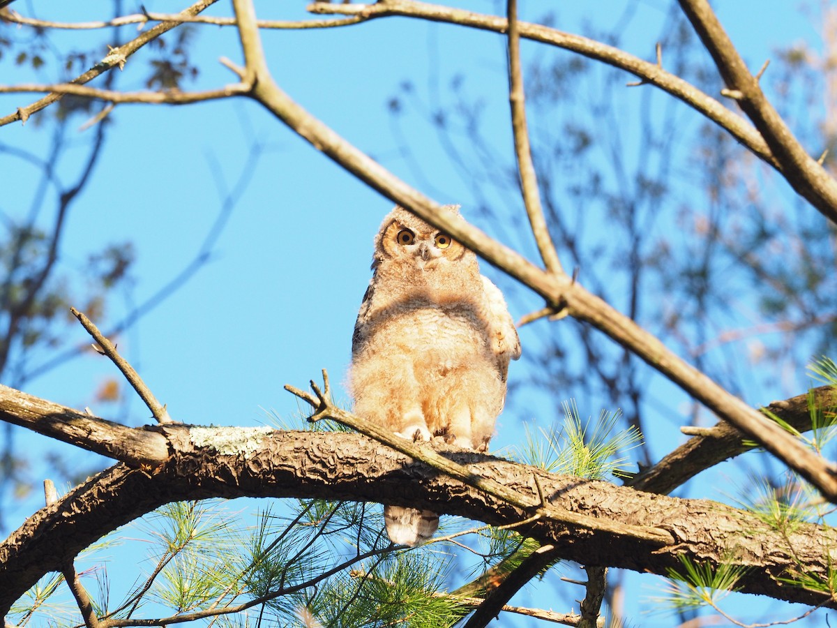 Great Horned Owl - Fleur  Hopper
