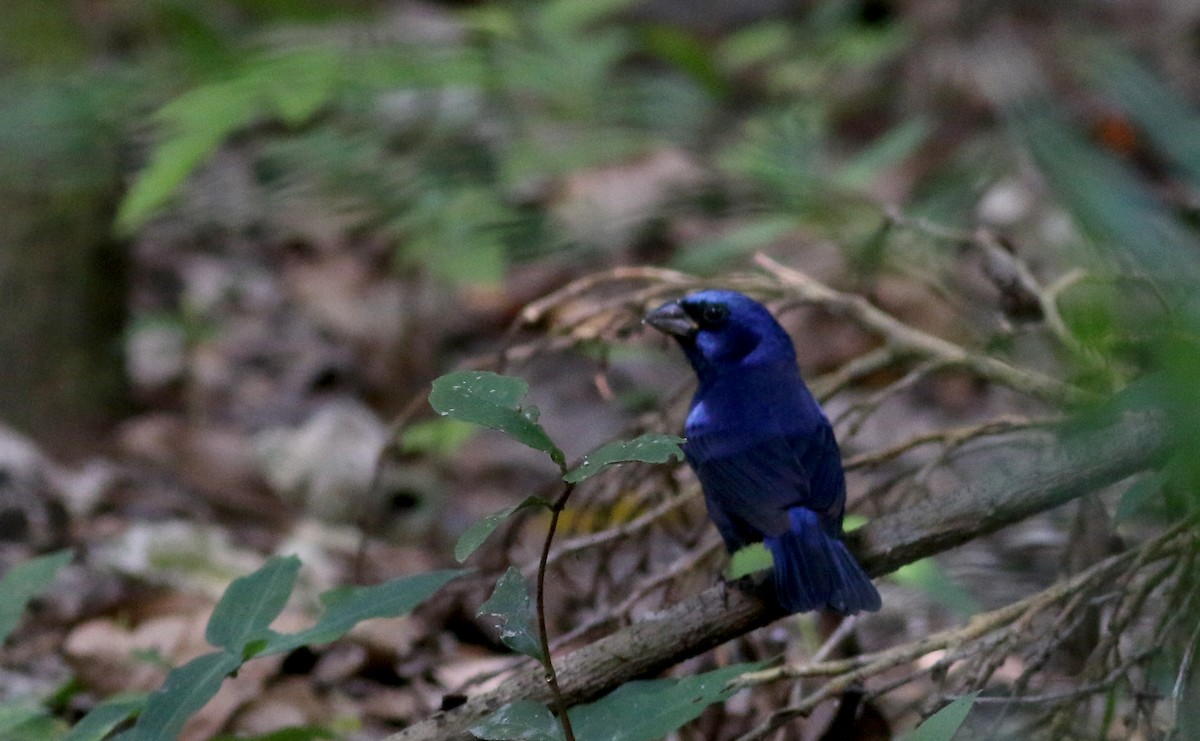 Blue Bunting (Middle America) - ML82575971