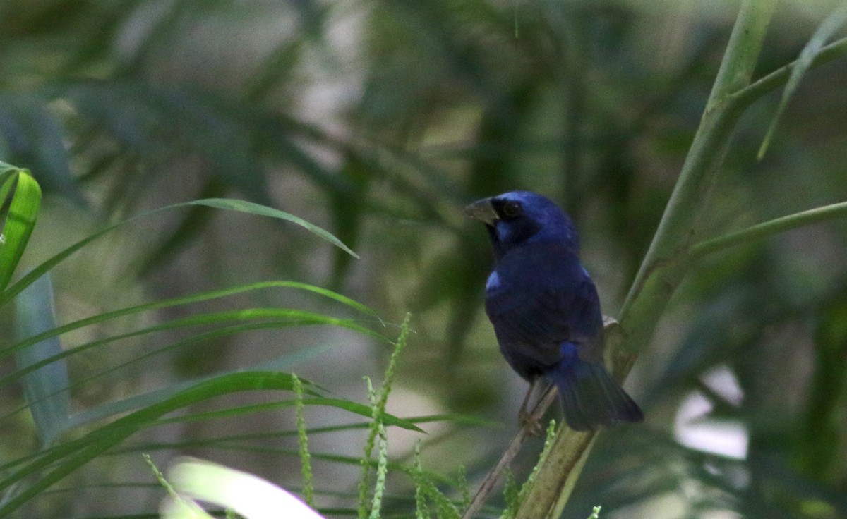 Blue Bunting (Middle America) - ML82576151