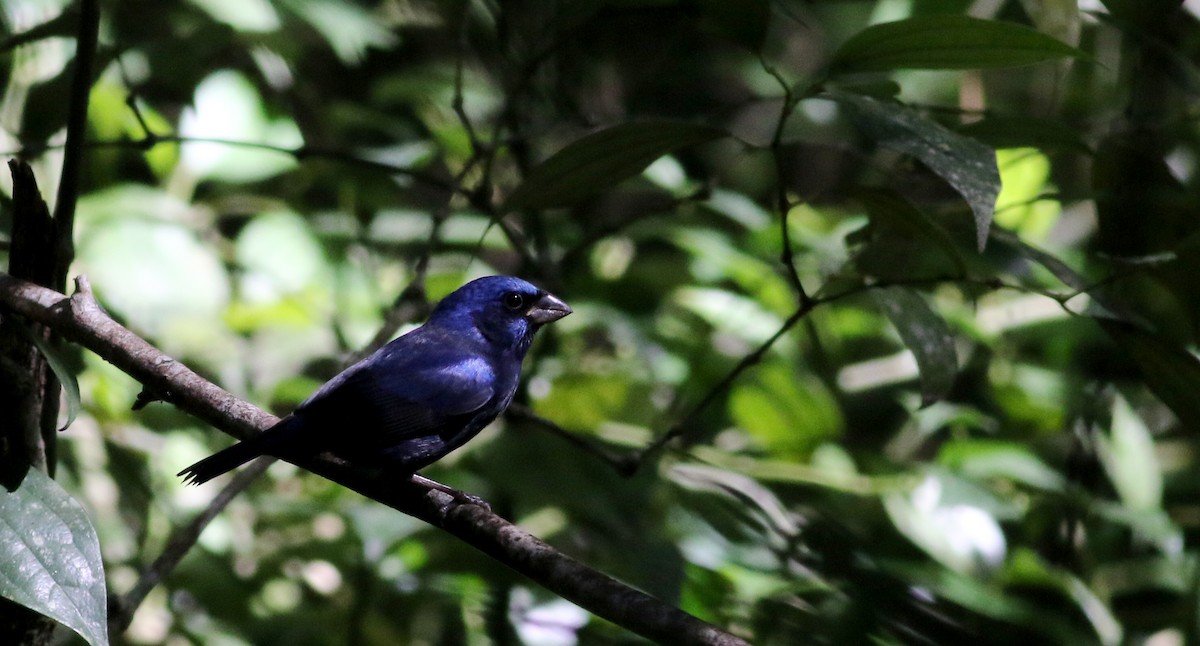 Blue Bunting (Middle America) - ML82576181