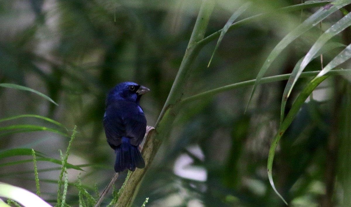 Blue Bunting (Middle America) - ML82576211
