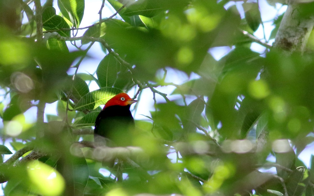 Red-capped Manakin - ML82577091