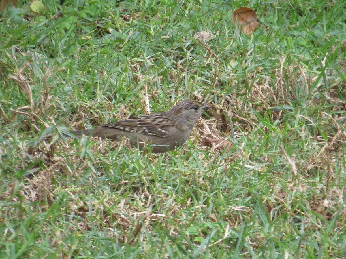Golden-crowned Sparrow - Calvin Hardcastle