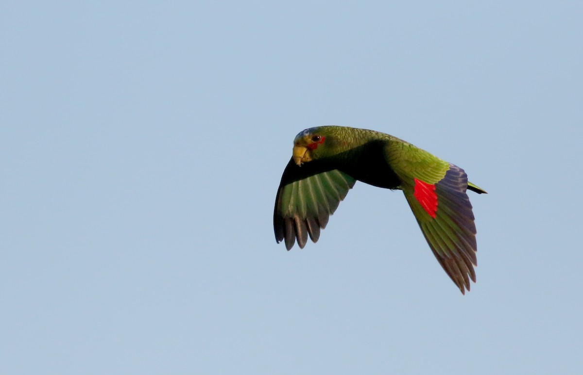 Yellow-lored Parrot - ML82578901