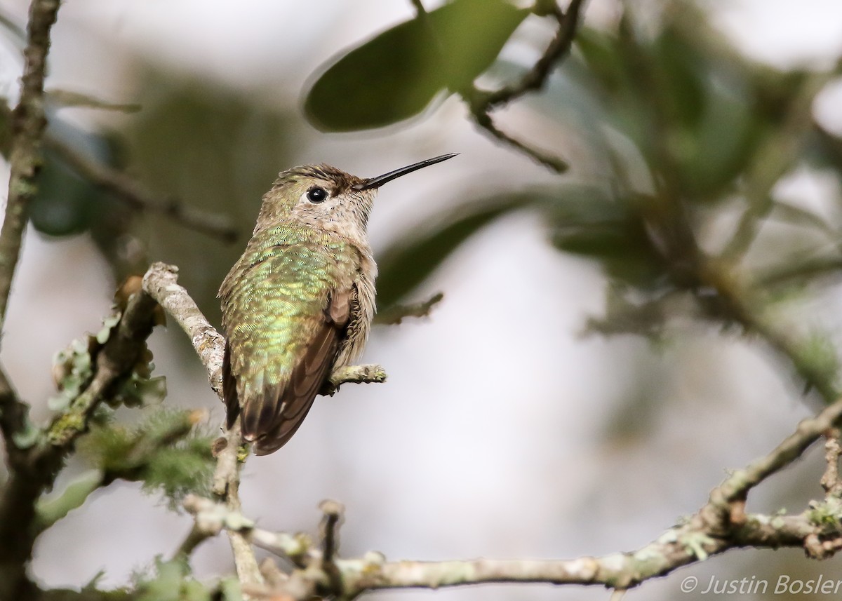 Calliope Hummingbird - Justin Bosler