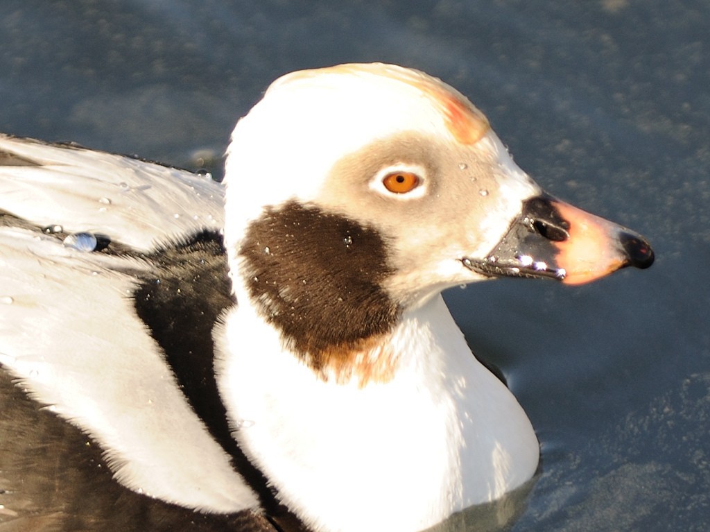 Long-tailed Duck - ML82581161