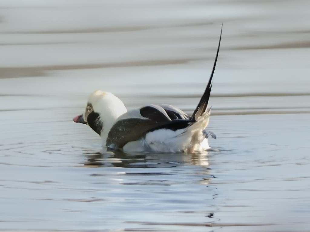 Long-tailed Duck - ML82581201