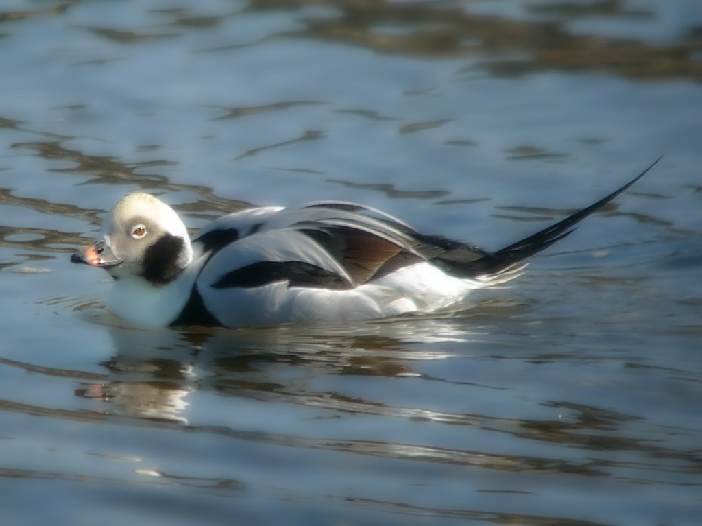 Long-tailed Duck - ML82581211