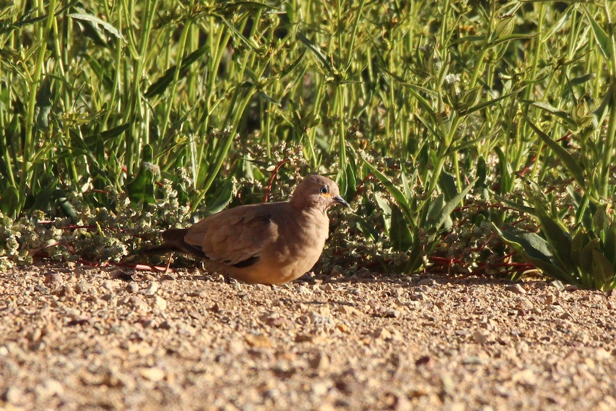 Black-winged Ground Dove - ML82582101