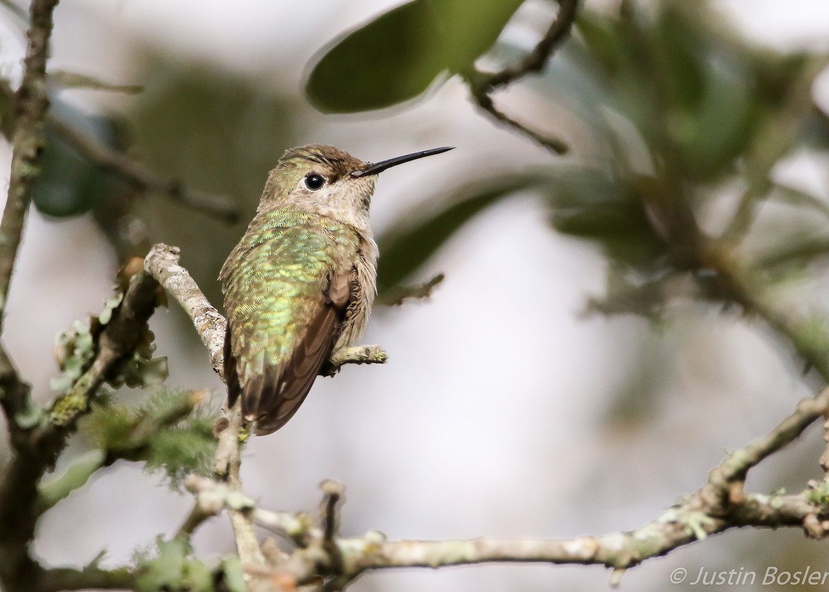 Calliope Hummingbird - ML82582701
