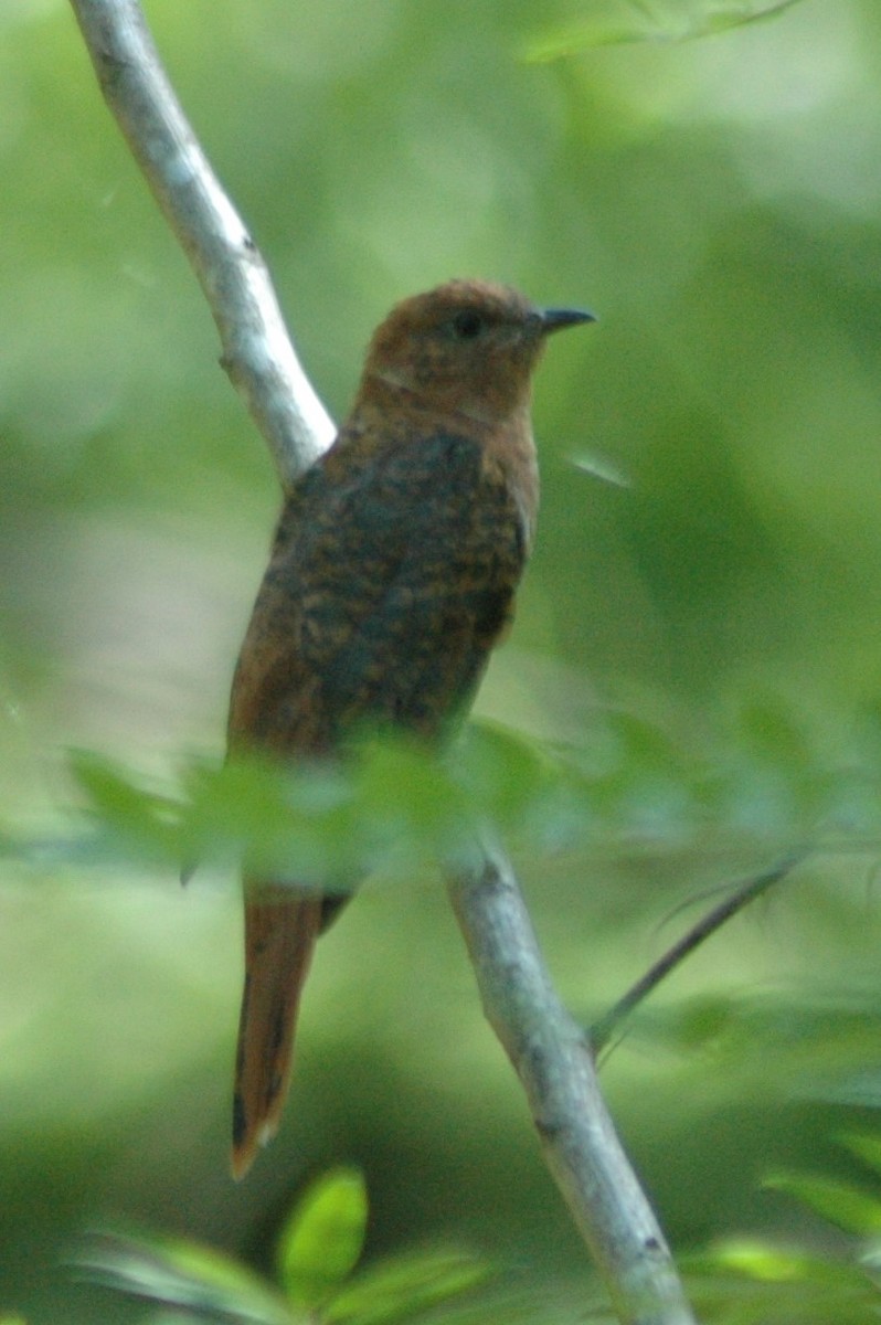 Gray-bellied Cuckoo - Lary Brown