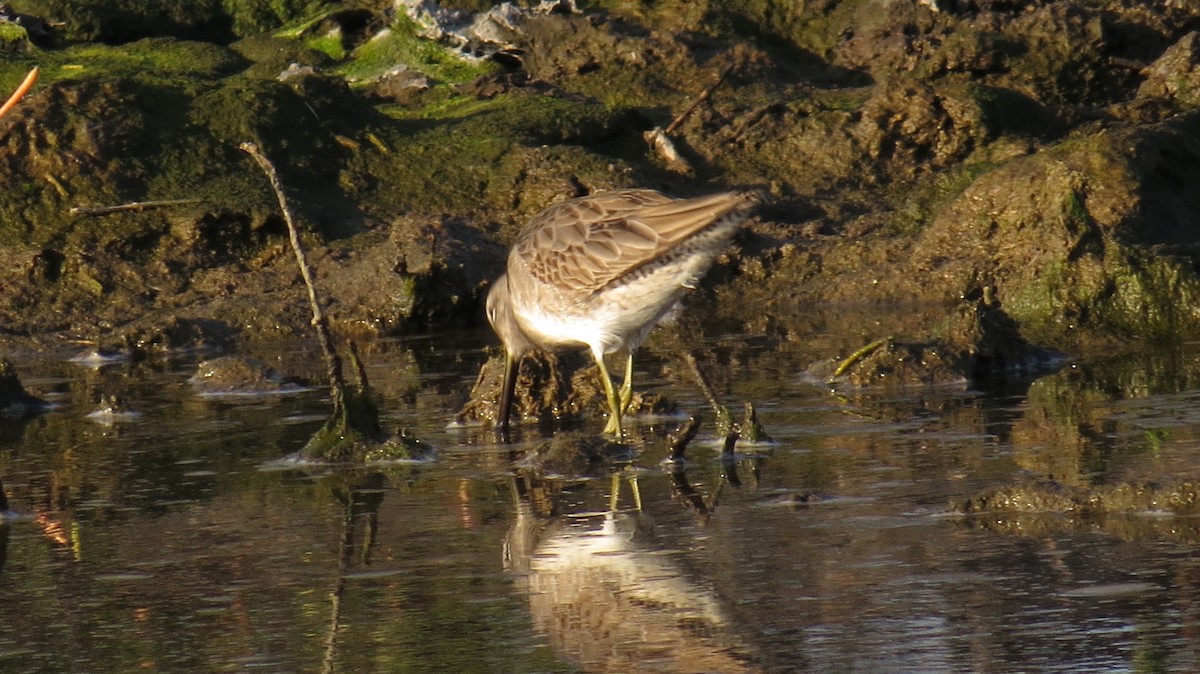 Long-billed Dowitcher - ML82585281