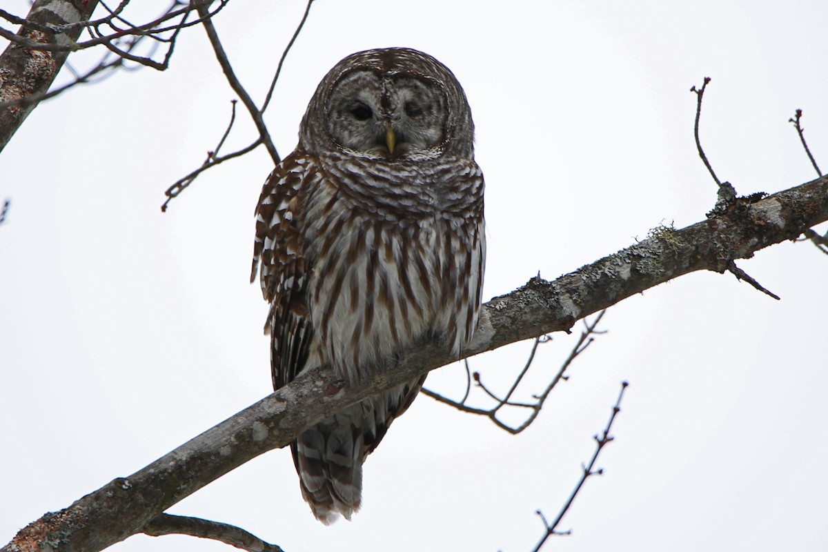 Barred Owl - ML82588321