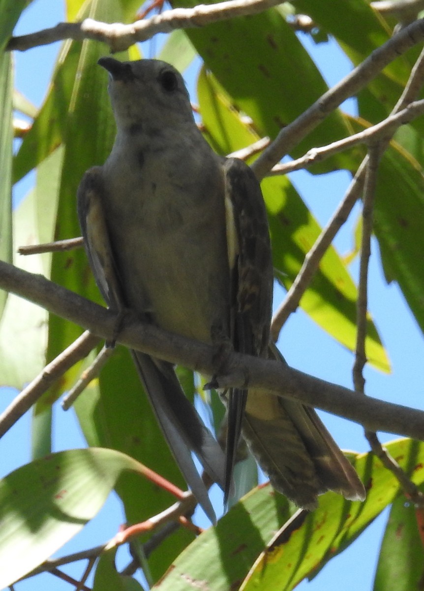 Brush Cuckoo (Australasian) - ML82591571