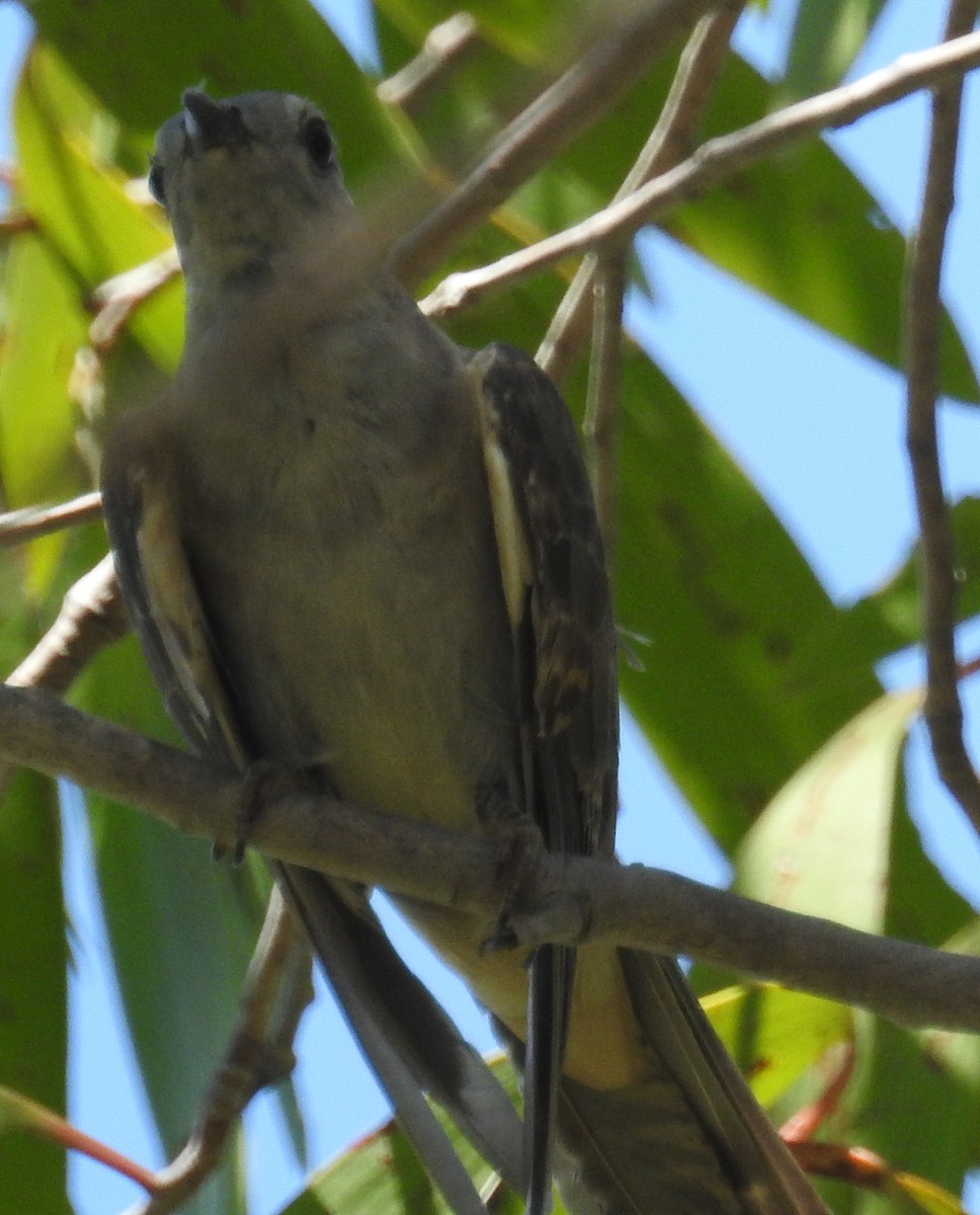 Brush Cuckoo (Australasian) - ML82591581