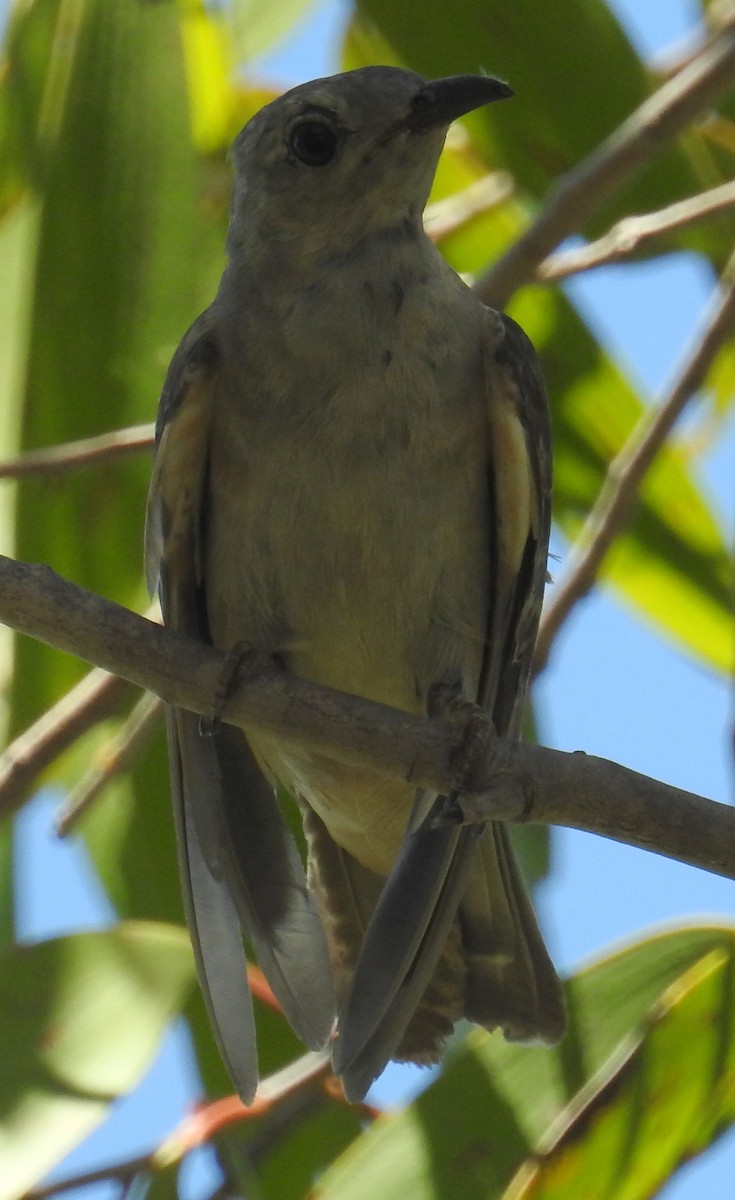 Brush Cuckoo (Australasian) - ML82591591