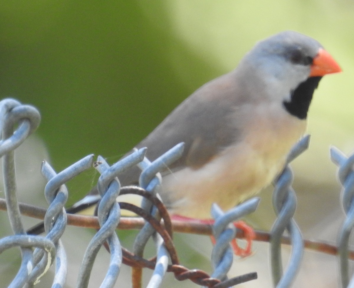 Long-tailed Finch - Colin Trainor
