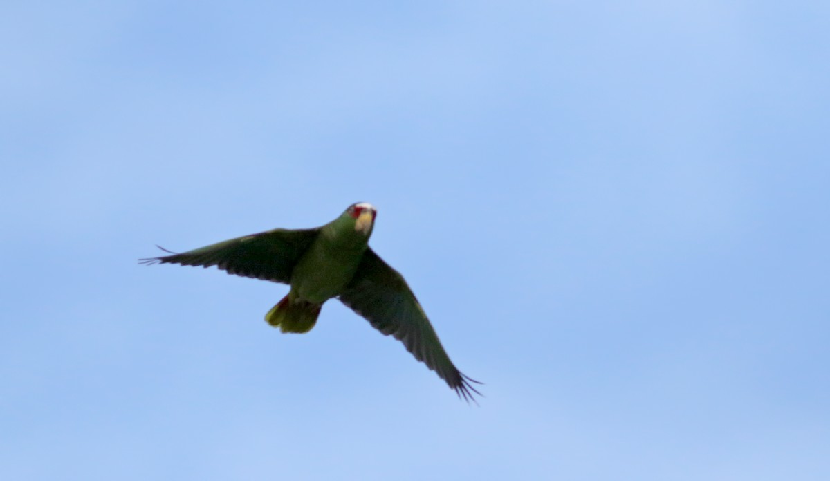 White-fronted Parrot - ML82592571