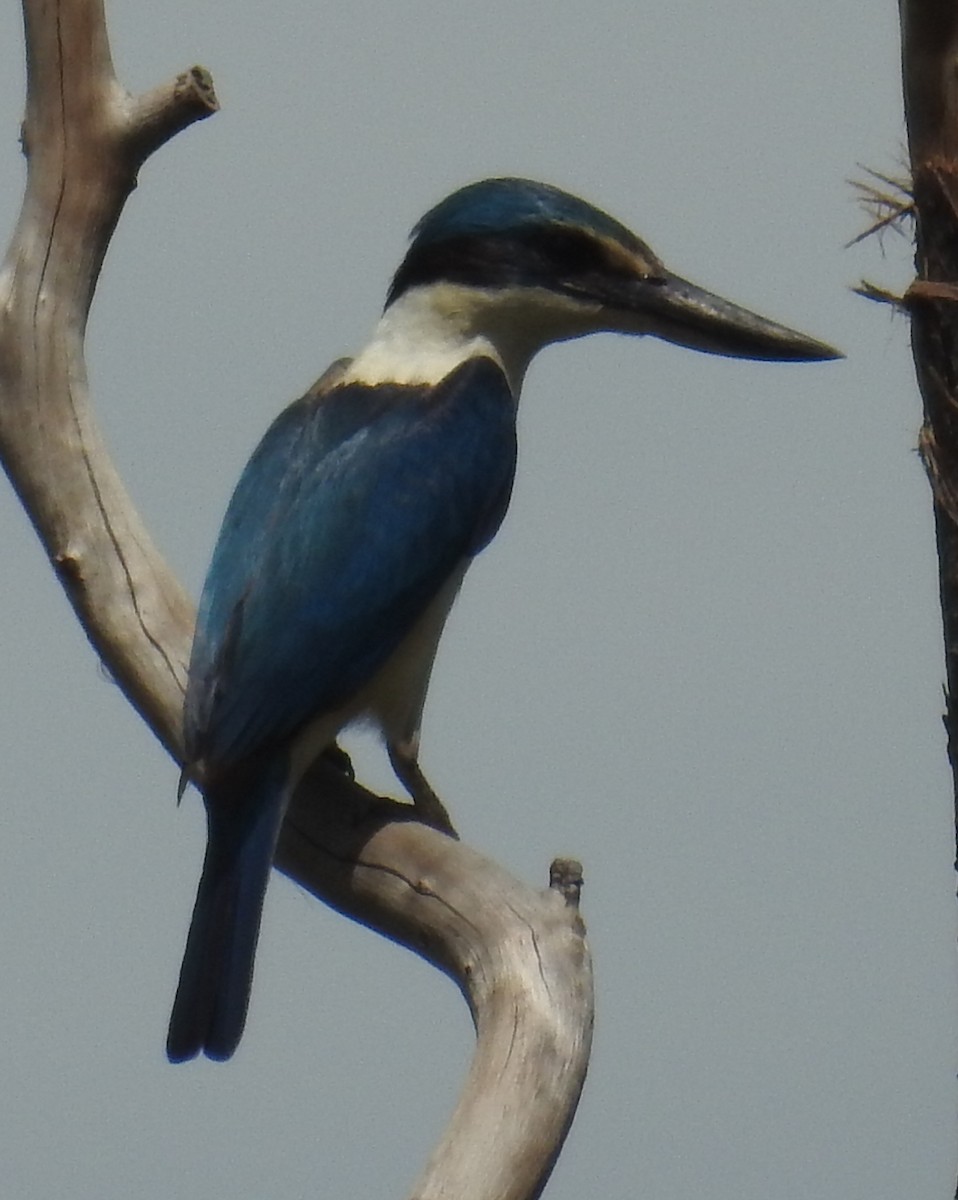 Sacred Kingfisher (Australasian) - ML82593561
