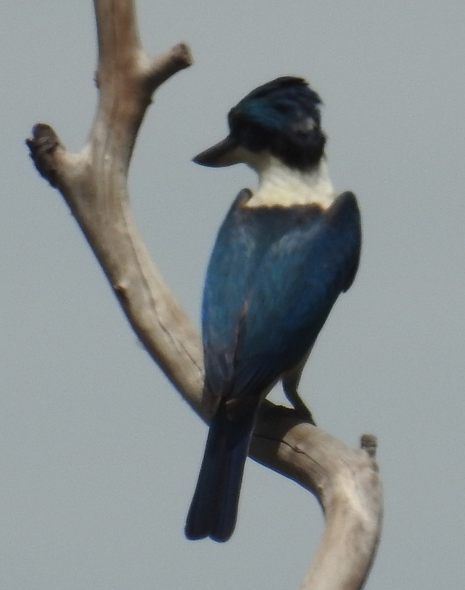 Sacred Kingfisher (Australasian) - Colin Trainor