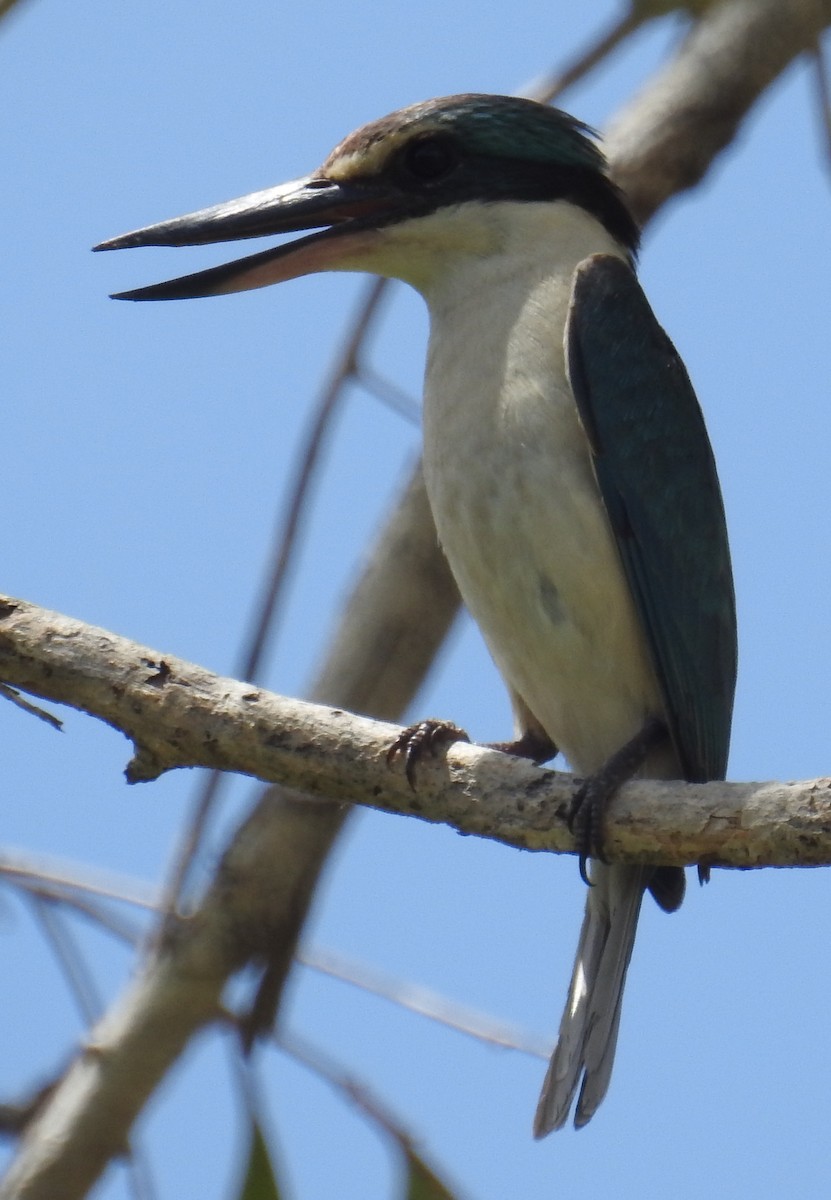 Sacred Kingfisher (Australasian) - ML82593631