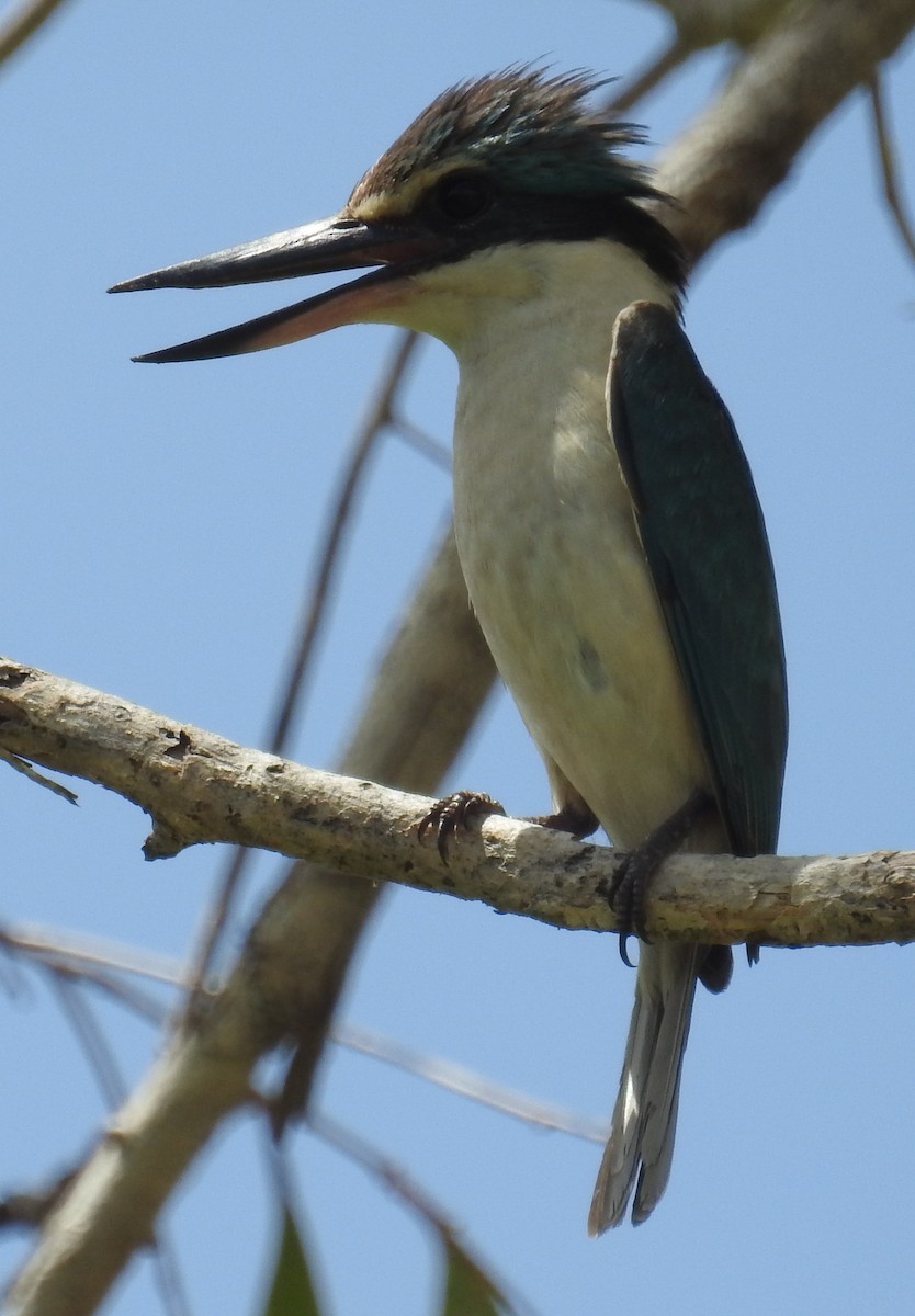 Sacred Kingfisher (Australasian) - ML82593641