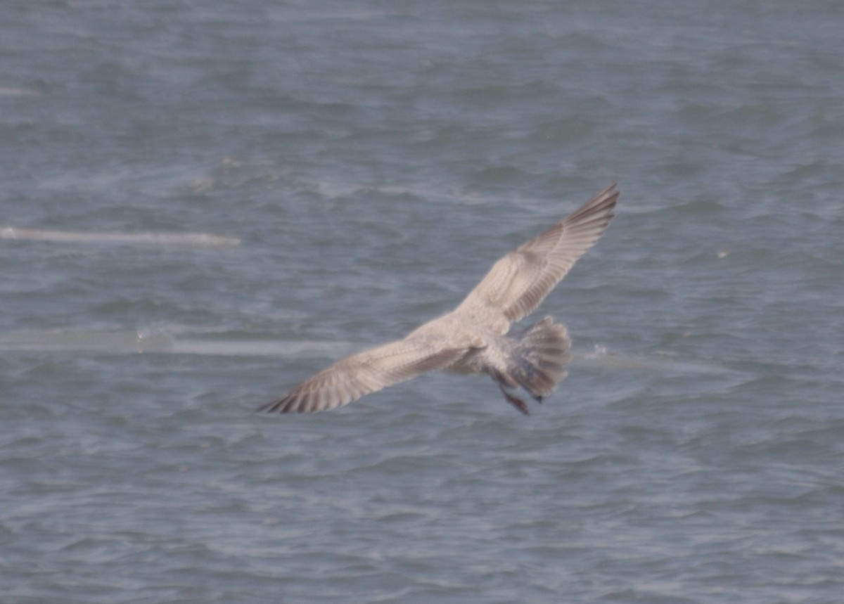 Iceland Gull (Thayer's) - Anonymous eDipper