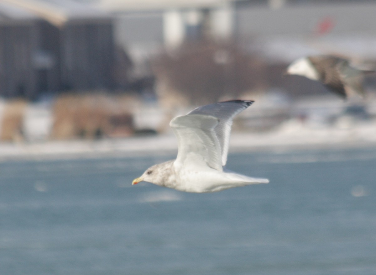 Iceland Gull (Thayer's) - Anonymous eDipper