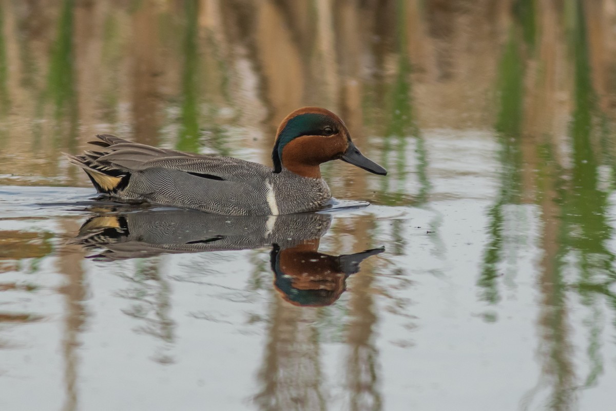 Green-winged Teal - ML82600471