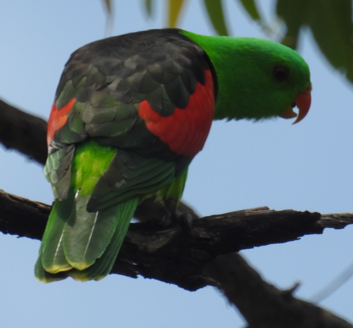 Red-winged Parrot - ML82600541