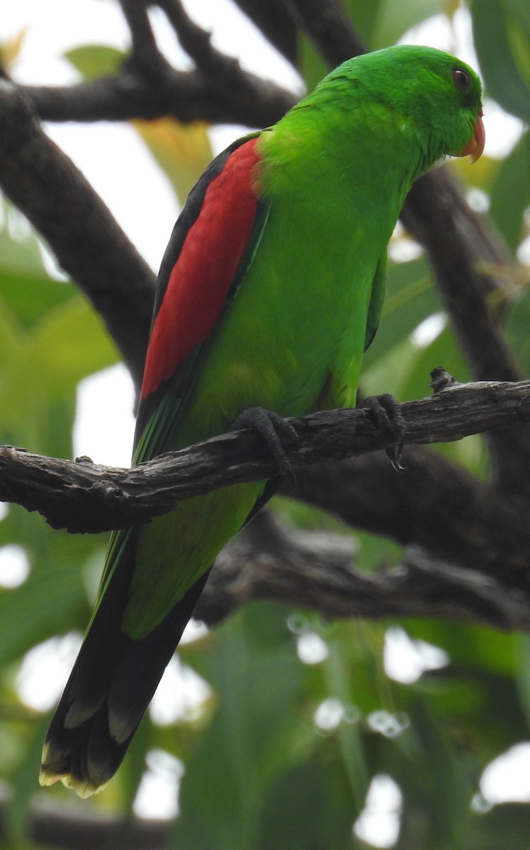 Red-winged Parrot - ML82600561