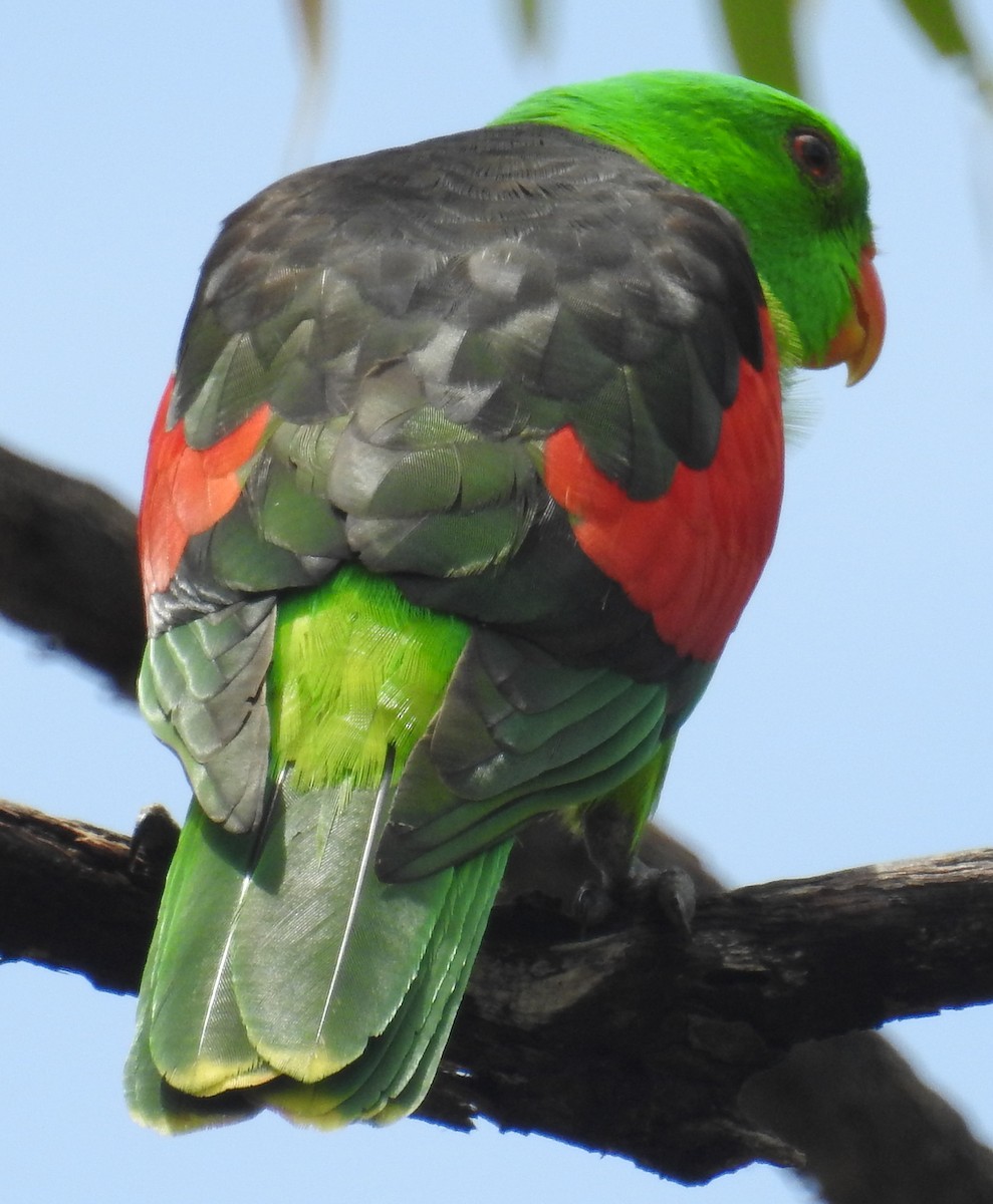 Red-winged Parrot - ML82600571