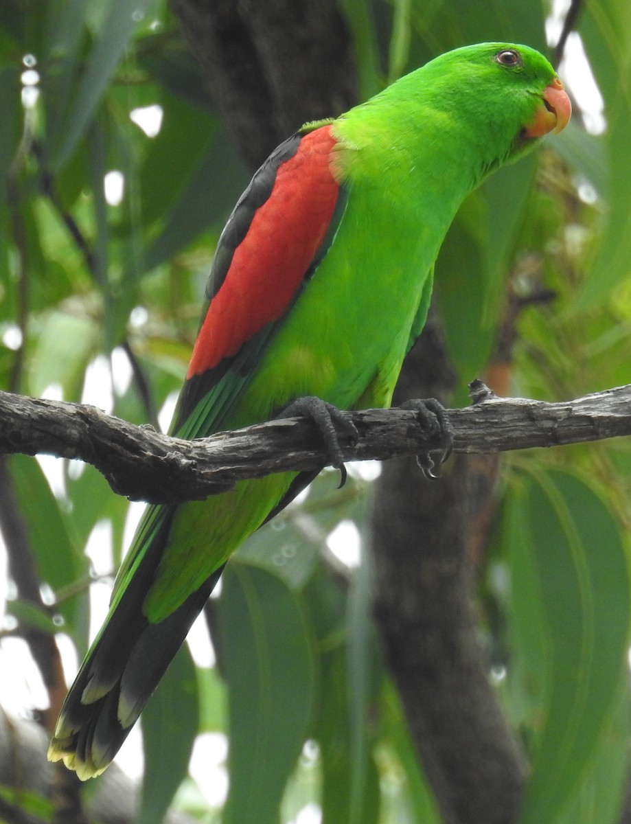 Red-winged Parrot - ML82600581