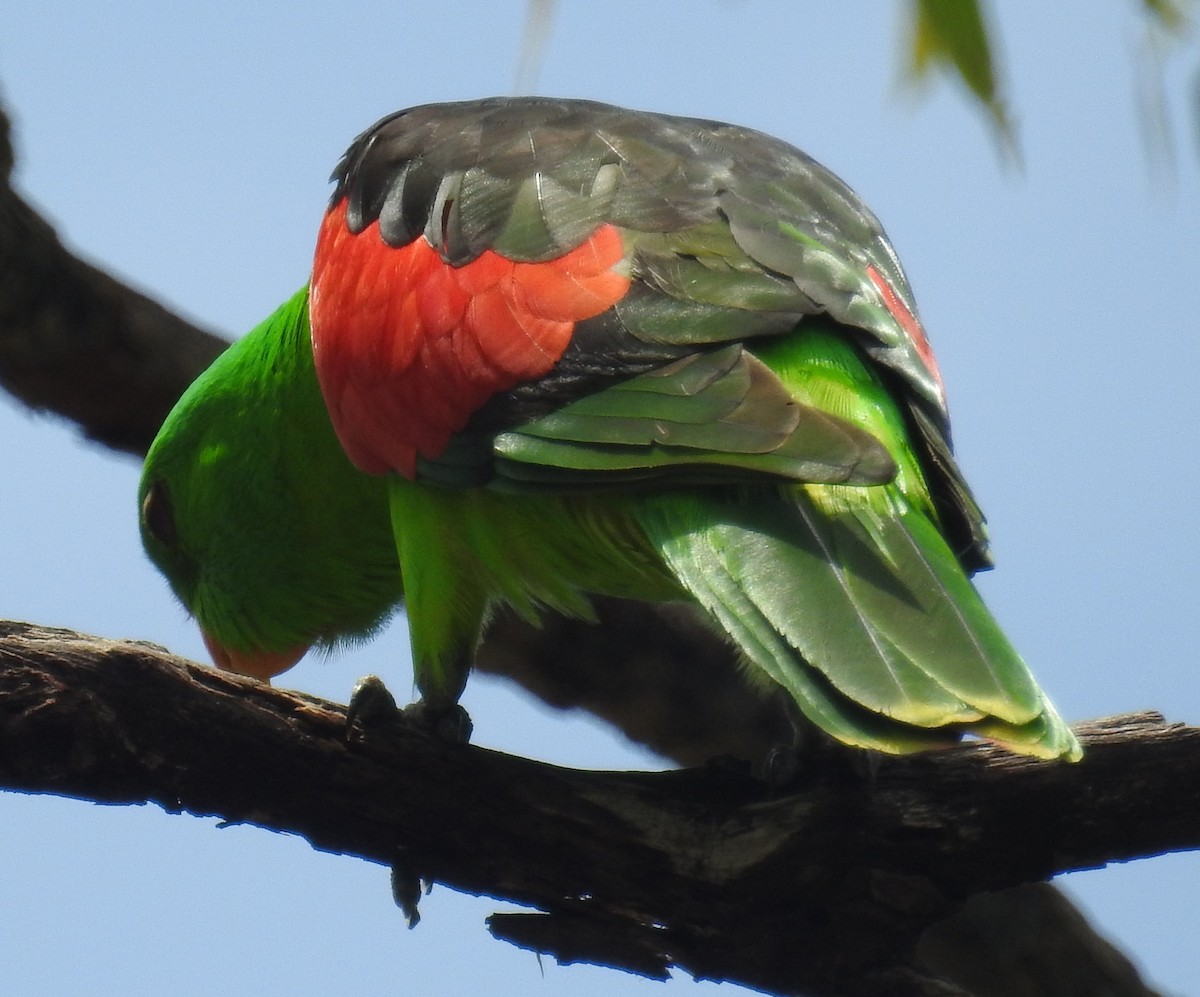 Red-winged Parrot - ML82600591