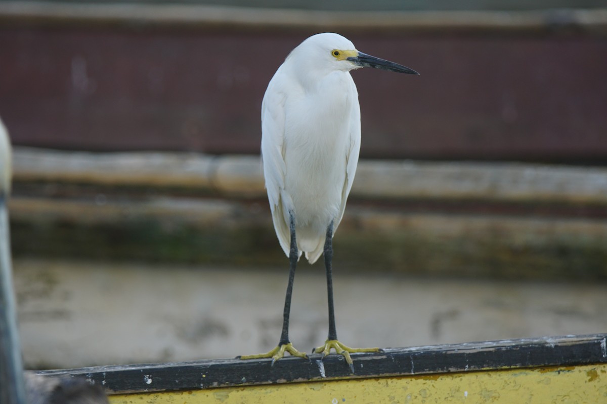 Snowy Egret - Nevine Jacob