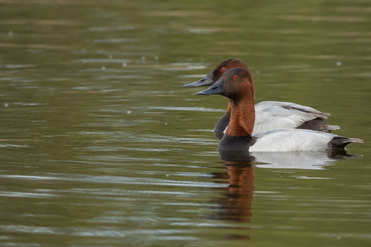 Canvasback - Kyle Blaney