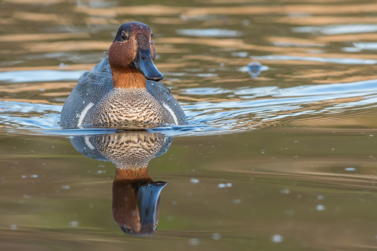 Green-winged Teal - ML82604141